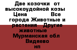 Две козочки  от высокоудойной козы › Цена ­ 20 000 - Все города Животные и растения » Другие животные   . Мурманская обл.,Видяево нп